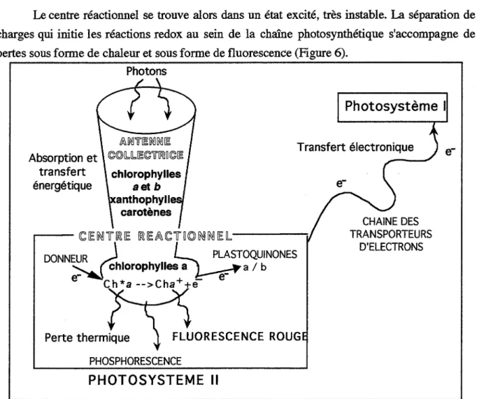 Fig  6  :  Réactions chimiques et physiques au  sein du  PS  Il. 