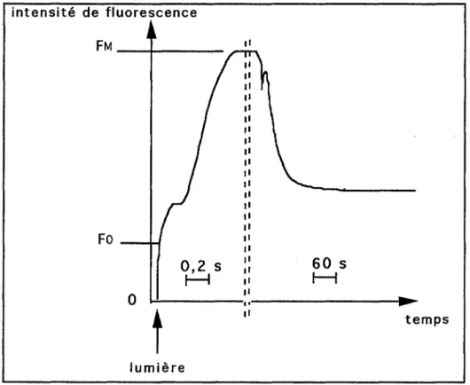 Fig. 7  :  Cinétique d'induction de la fluorescence  à  685  nm après une période  obscure