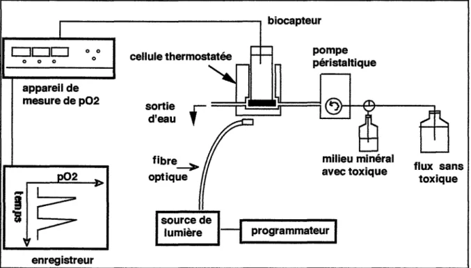 Fig.  12  : Chaîne de mesure pour l'utilisation  en  flux  du  biocapteur  à  biorécepteurs chlorophylliens