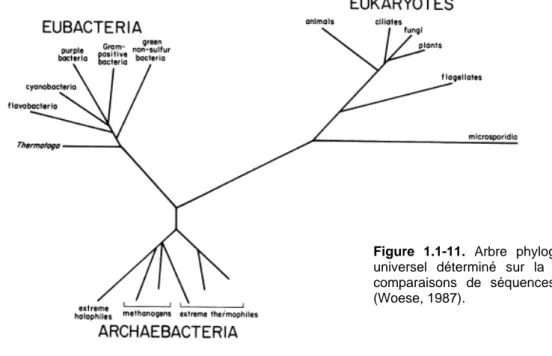 Figure 1.1-11. Arbre phylogénétique  universel déterminé sur la base de  comparaisons de séquences d'ARNr  (Woese, 1987)