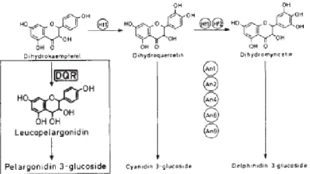 Figure 5 : Accumulation de la pélargonidine 3-glucoside, suite à l’activité enzymatique de la DQR sur le dihydrokaempferol  Meyer et al (1985)