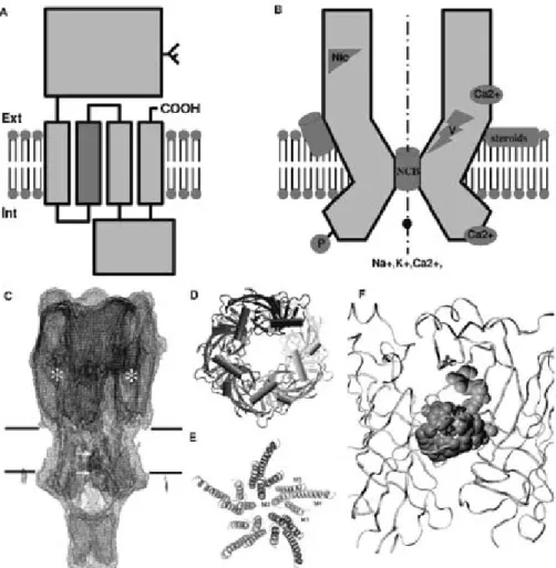 Figure 4.1 : Structure des récepteurs nicotiniques