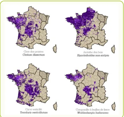 Figure  4 :  Cartes de répartition française de quelques espèces  atlantiques présentes dans le Morvan