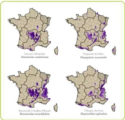 Figure  5  : Cartes de répartition française de quelques espèces  orophytes présentes dans le Morvan