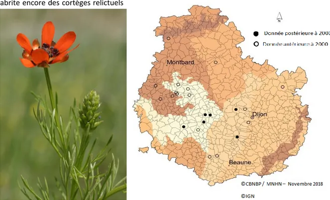 Figure 2 : Répartition d'Adonis aestivalis en Côte d'Or 