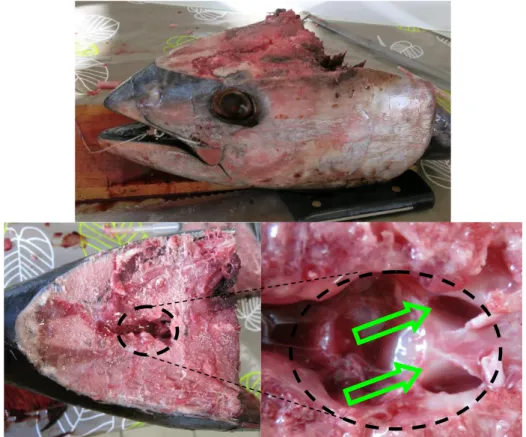 Figure 6 : Photos permettant de situer les otolithes de thon rouge (Thunnus thynnus). 