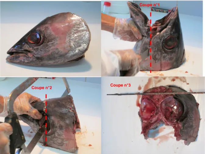 Figure 3 : Photos des étapes lors de la découpe d’une tête de thon germon (Thunnus alalunga)