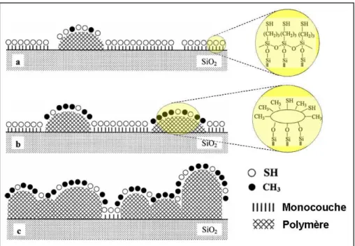 Figure 1.14 – Schémas des couches de silane formées à la surface d’une couche de silice correspondant à des concentrations de MPTS de 5.10 −3 M (a), 2.10 −2 M (b) et 4.10 −2 M (c) [83].