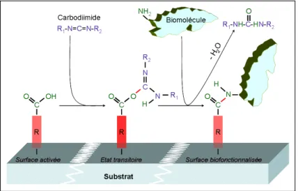 Figure 1.15 – Schémas des différentes étapes d’immobilisation des biomolécules via les carbodii- carbodii-mides.