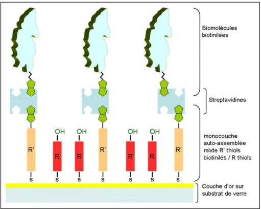 Figure 1.17 – Représentation schématique de l’immobilisation des biomolécules par l’affinité strepta- strepta-vidine/biotine.