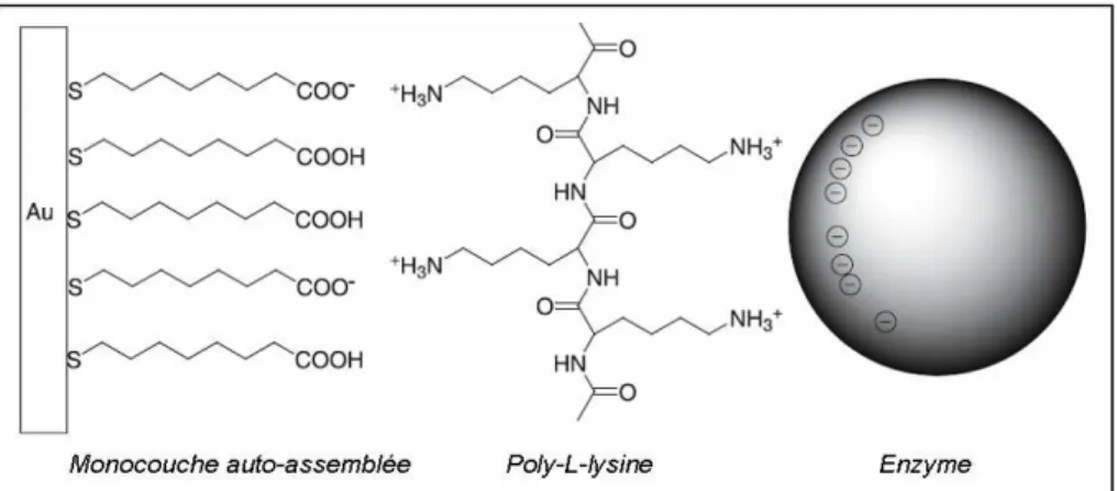 Figure 1.18 – Immobilisation des enzymes sur une monocouche aux terminaisons carboxyles par l’intermédiaire du polymère poly-L-lysine [79].