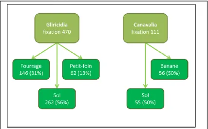 Figure 8 : Destinée de l'N de la fixation symbiotique dans les  deux systèmes étudiés