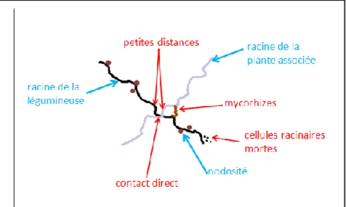 Figure 5 : Mécanismes de transfert de l'N fixé par  la légumineuse vers la plante associée