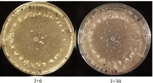 Figure 6 : Boite de Petri contenant un milieu PDA 6 jours et 30 jours après l’inoculation de  S