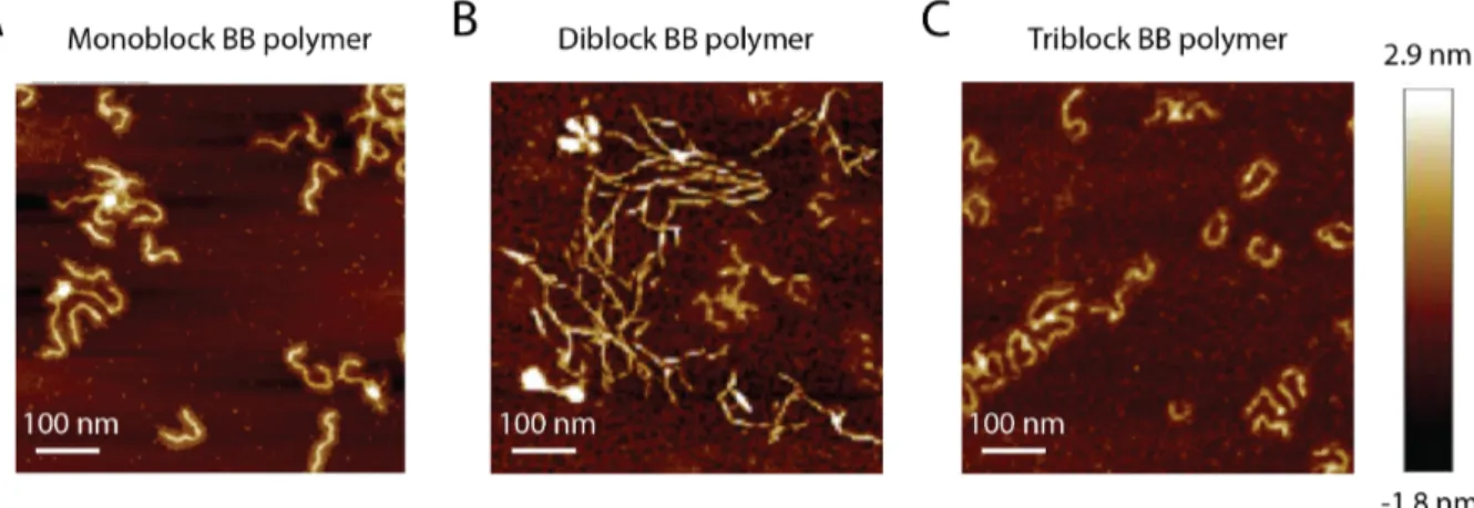 Figure 2.  AFM pictures of the (A) monoblock, (B) di and (C) triblock  BB polymers deposited on  freshly cleaved mica surfaces at a concentration of 15 µg/mL
