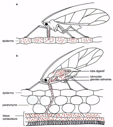 Figure 4 : Représentation  schématique  du  comportement  d’un  puceron   lors  d’un  vol  de  prospection  (Astier  &amp;  al., 2001)