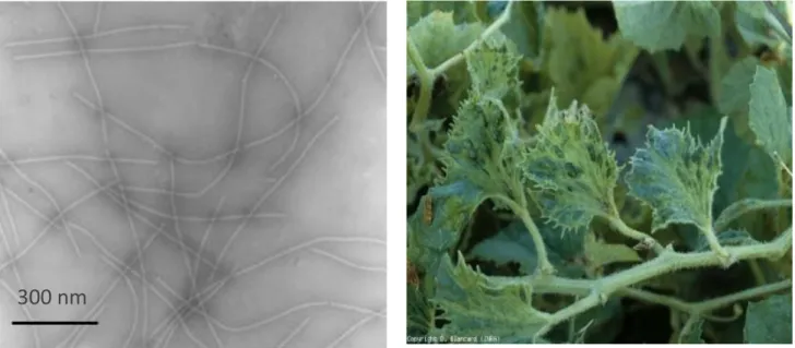 Figure 9 : A gauche : particules de CABYV  observées au microscope électronique à     transmission