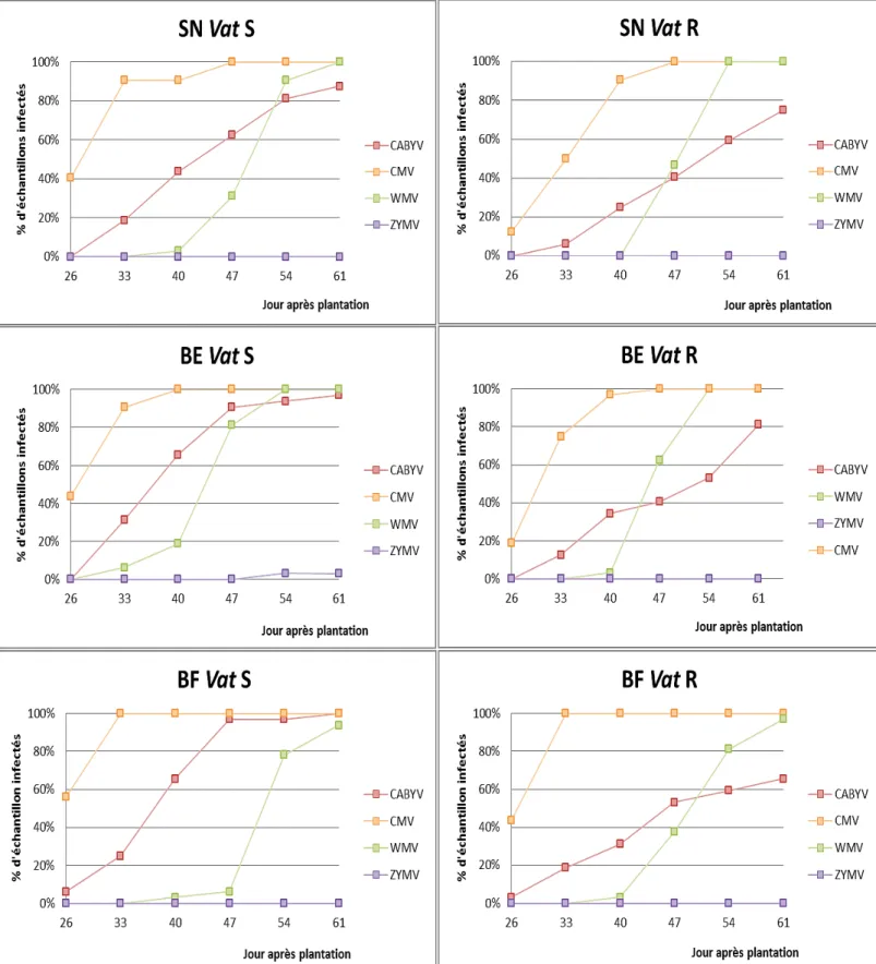 Figure 16 : Comparaison du développement des épidémies virales sur les  différents traitements (SN, BE, BF) et pour les deux variétés Vat S et Vat R