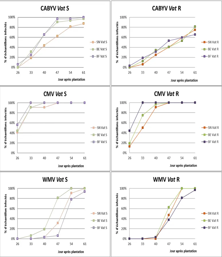 Figure 18 : Comparaison des traitements «  bandes » (SN, BE, BF) pour chacun des virus  (CABYV, CMV, WMV) et pour les deux variétés Vat S et Vat R