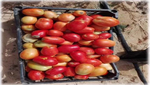 Figure 10:Fruits de tomate industrielle (khawla) (originale ,2019) 