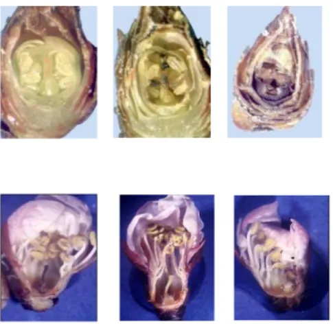 Figure 7 – Caractérisation des nécroses de bourgeons et des anomalies florales chez l’abricotier  (Clichés JM