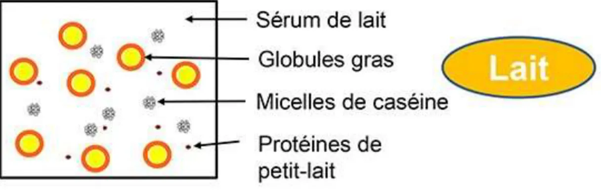 Figure 03 :  Structure  du  lait  (Source : MAIREY) :  Les  globules  gras  émulsionnés  de  même  que de la caséine et des protéines du lait solubles (colloïdal)  