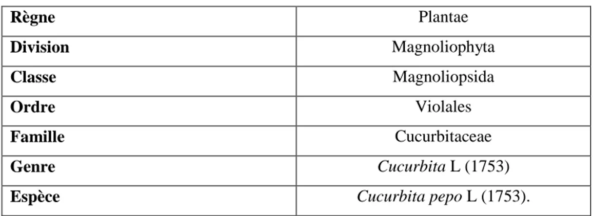Tableau 02. Classification de courgette (Feller et al., 1995) 