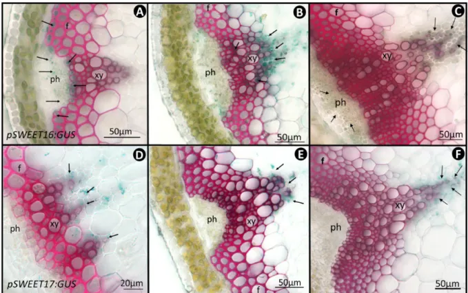 Figure 7 : Profils d’expression GUS des promoteurs des gènes  SWEET16  (A-C) ou  SWEET17  (D-F) dans les hampes florales de plantes d’Arabidospsis thaliana  cultivées en jours longs pendant 10 semaines