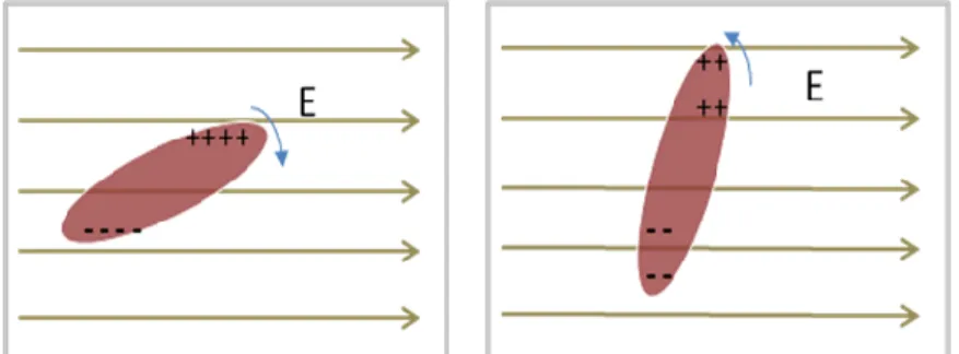 Figure 1- 12: R ESPONSE TO ELECTRIC FIELD BY  P      OSITIVE AND  N EGATIVE ANISOTROPIC LIQUID CRYSTAL