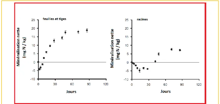 Figure 12 : Immobilisation de l'N biodisponible du sol suite à l'enfouissement des résidus du bananier dans une  expérimentation de laboratoire