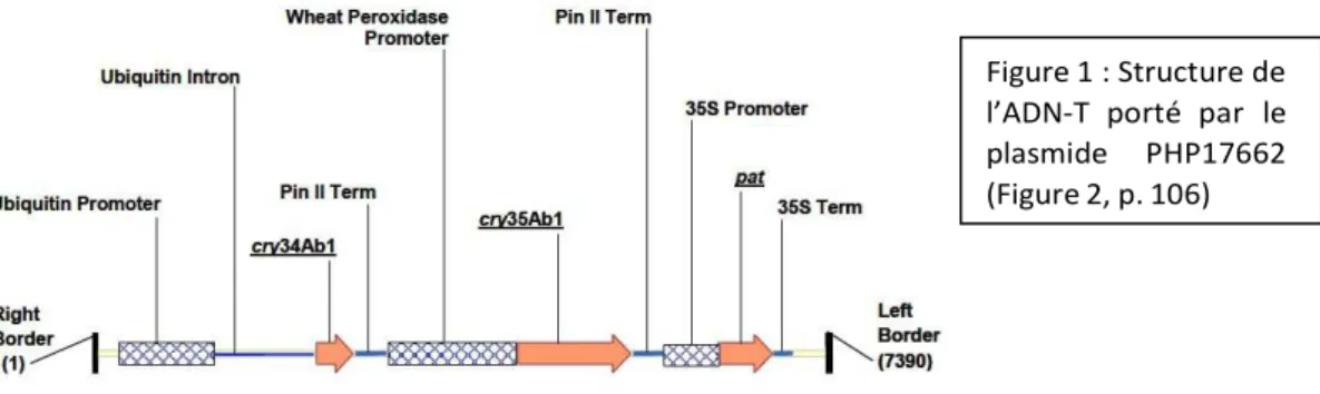Figure 1 : Structure de  l’ADN-T  porté  par  le  plasmide  PHP17662  (Figure 2, p. 106) 