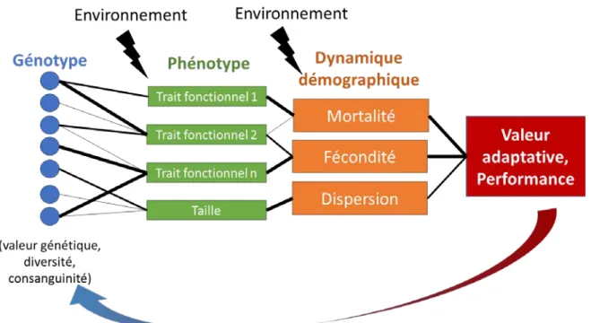Figure 6 : Représentation schématique montrant comment les génotypes interagissent avec  l’environnement pour produire les traits phénotypiques qui influencent, en relation avec  l’environnement, les taux démographiques, et, de façon ultime, la valeur adap