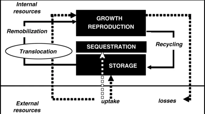 Figure 3 :  Présentation  schématique des ressources externes  et  recyclage interne de l’azote  chez les arbres