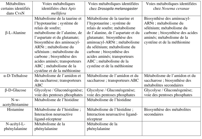 Tableau 2 :  Liste des Métabolites certains identifiés chez  Apis mellifera  dans la modalité  CvsN et les différentes voies métaboliques dans lesquelles ils sont impliquées chez (i) Apis  mellifera (ii) Drosopila melanogaster (iii)  Nosema ceranae.