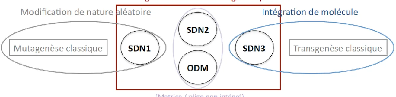 Figure 1. Les nouvelles techniques d’amélioration des plantes : L’application SDN1 se distingue de la mutagenèse classique  en ce qu’elle est ciblée en un site donné du génome ; elle conduit le plus souvent, mais pas exclusivement, à la perte de  fonction 