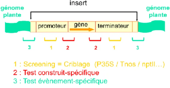Figure 2 : Cibles potentielles pour la détection et l’identification d’OGM par amplification PCR