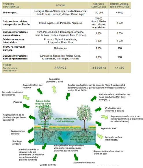 Tableau 1. La répartition des activités agroforestières en France.  