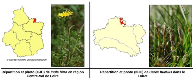 Figure 2 : Cartes de répartition de deux espèces « endémiques » de la Vallée de l’Essonne 