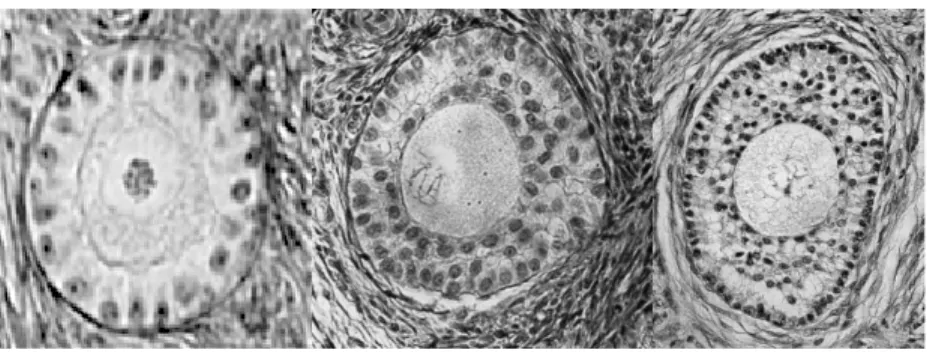 Fig. 5. Histological sections of ovarian follicles in the compact growth phase. Left panel, one- one-layer follicle; center panel, three-one-layer follicle; right panel, four-one-layer follicle