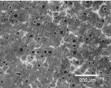 Figure 2 Microsctructure of SiMo cast-iron at 700°C with pearlitic zone at grain boundaries