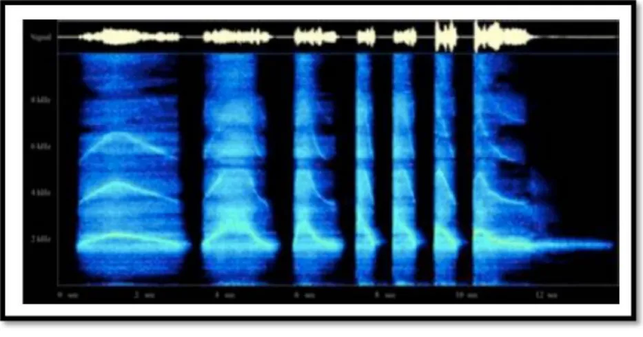 fig. 1.8  Spectrogramme  du sifflet de la mort Mazatepetl 