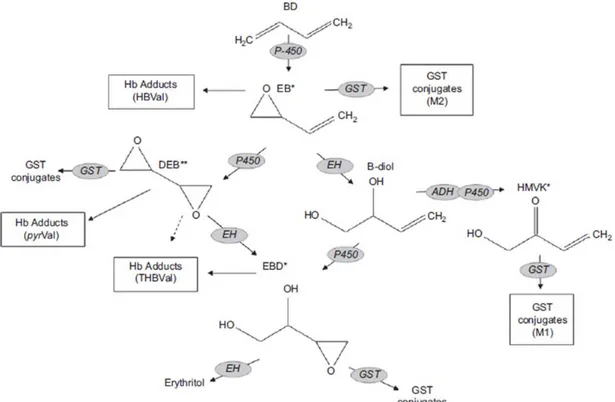 Figure 2 : Métabolisme du 1,3-butadiène selon Kirman [20] 