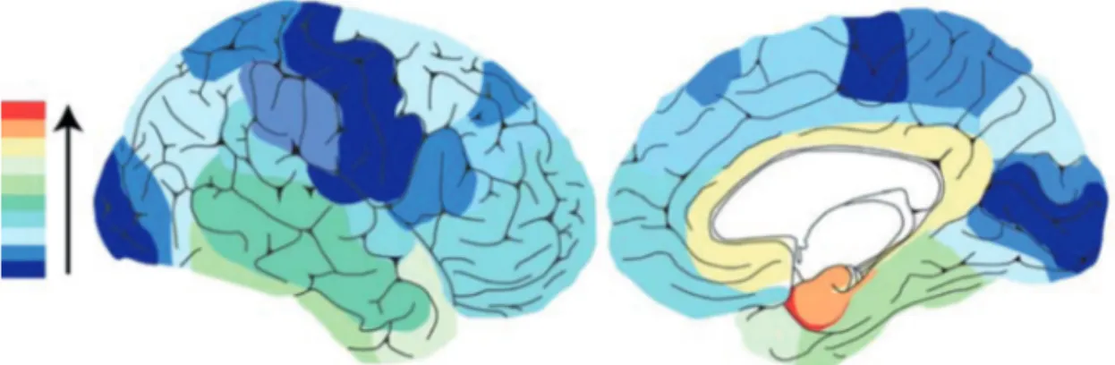 Figure 1.2 : Densité  moyenne  des  lésions neurofibrillaires chez un patient atteint de maladie d’Alzheimer en fonction de la topographie