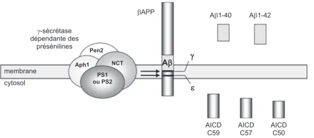 Figure 2.4 : Produits du catabolisme de la βAPP par le complexe γ-sécrétase Aph1 :  Anterior pharynx defective 1 homolog ; Pen2 : Presenilin enhancer 2 ; NCT : nicastrine ; PS : préséniline ; AICD : βAPP IntraCellular Domain
