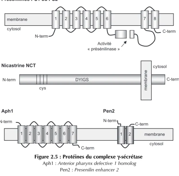 Figure 2.5 : Protéines du complexe γ-sécrétase Aph1 : Anterior pharynx defective 1 homolog