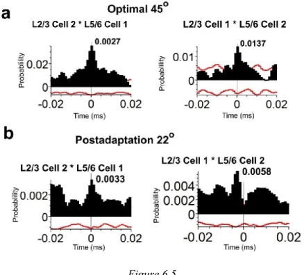 Figure 6.4 shows an example of cross-correlogram analysis of a layer 2/3 and layer 5/6 neurons pair before  adaptation and after adaptation