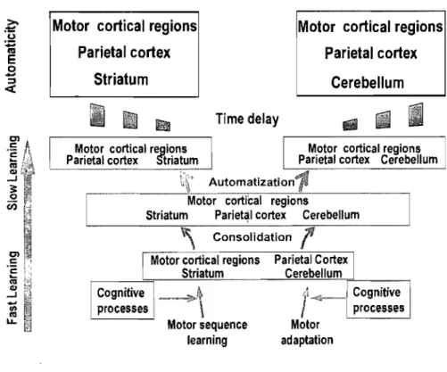 Figure 4.1.  Model  presented  by  Doyon  and Ungerleide  (2002)  describing  the  cerebral  plasticity within  the  cortico-cerebellar and cortico-striatal circuits during  the  course  of leaming