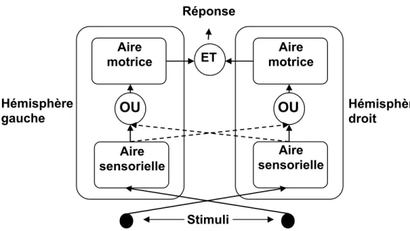 Figure 3. Le modèle de coactivation hémisphérique suppose qu’une  contribution motrice de chaque hémisphère cérébral est nécessaire à  l’initiation d’une réponse