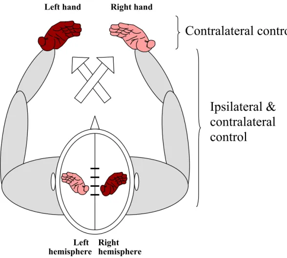 Figure 3: Representation of motor control in a neurologically-intact  individual. Distal musculature such as hands and fingers are mainly  controlled by the contralateral hemisphere whereas proximal and axial  musculature such as arms and shoulders are bot