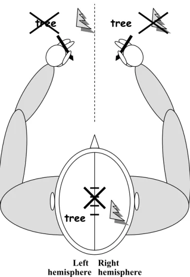 Figure 4: In split-brain individuals, information does not transit through  the corpus callosum anymore